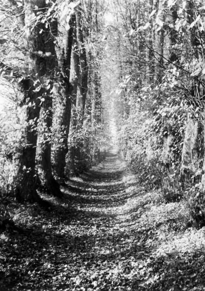 The Lindenallee in the 1930s